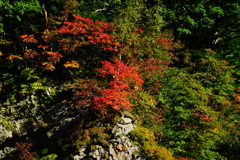 紅葉狩り前哨戦　1