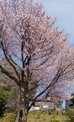 近所の一本桜