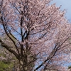 近所の一本桜