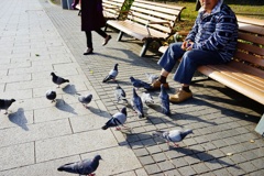 老人と鳩