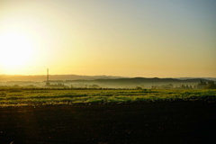 朝霧のひまわり群