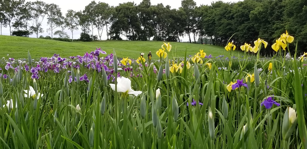 菖蒲園
