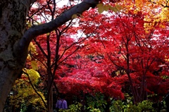 紅葉に包まれて