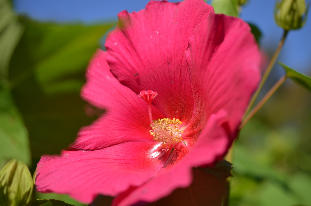 花