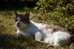 野良猫