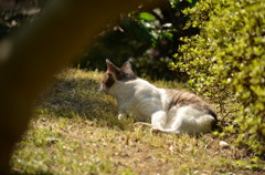 野良猫
