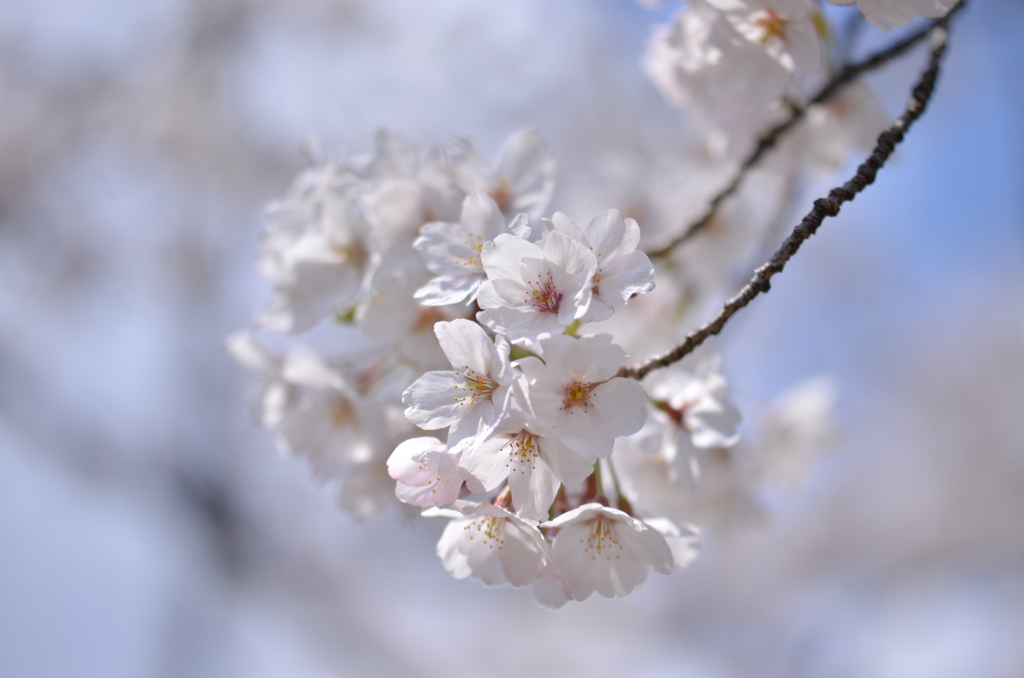 桜３