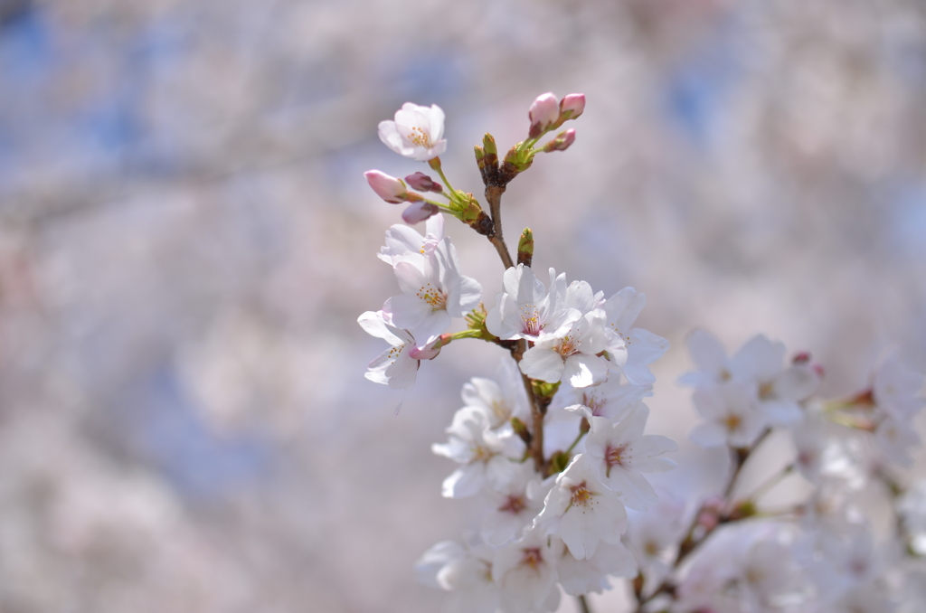 桜１