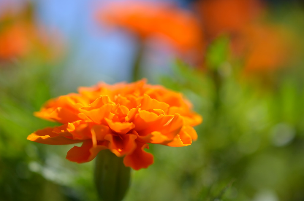 花