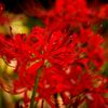 曼珠沙華