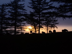 夕方の羊達