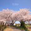 この桜のようにたくましく。