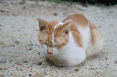まったりネコ