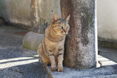 ねこ