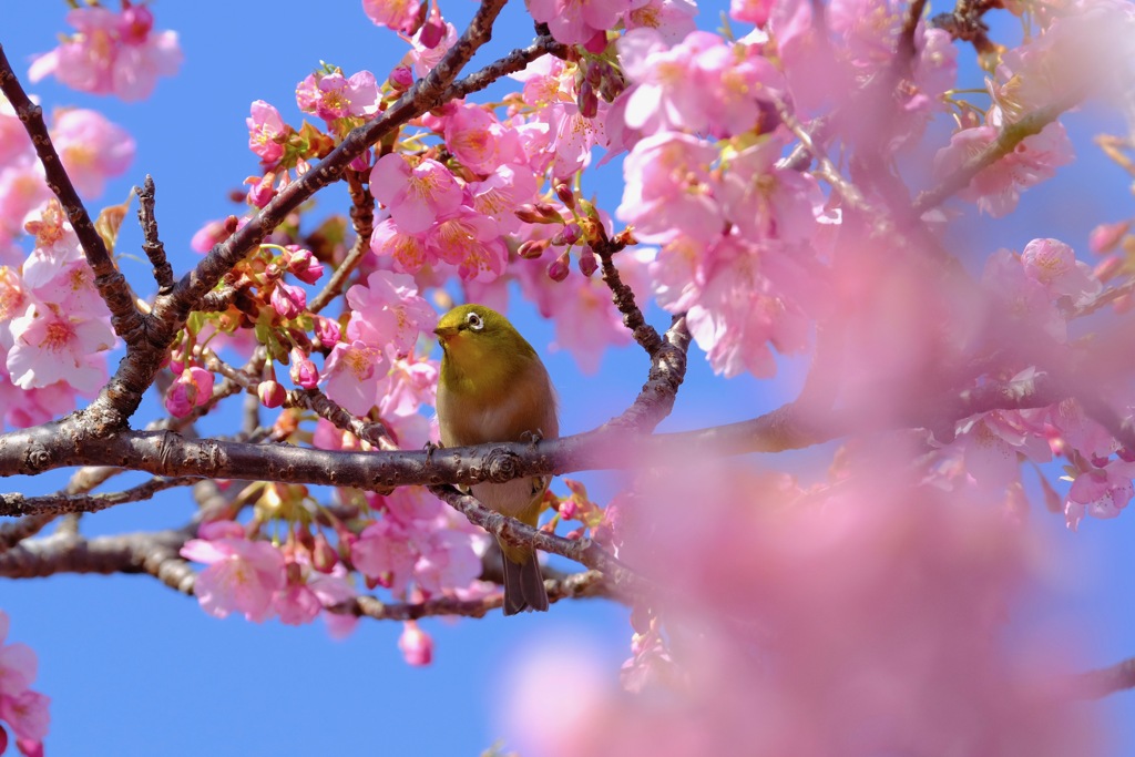 春がきた.