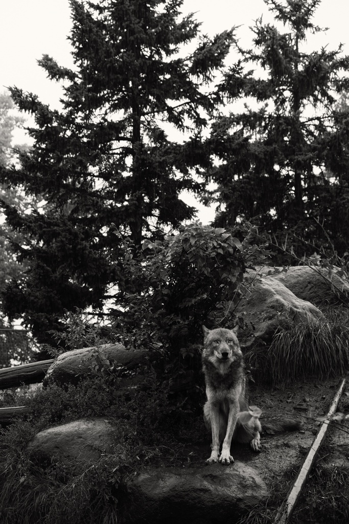 Wolf.