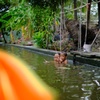 Damnoen Saduak Floating Market.