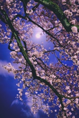 夜桜.