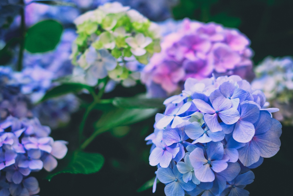 hydrangea.