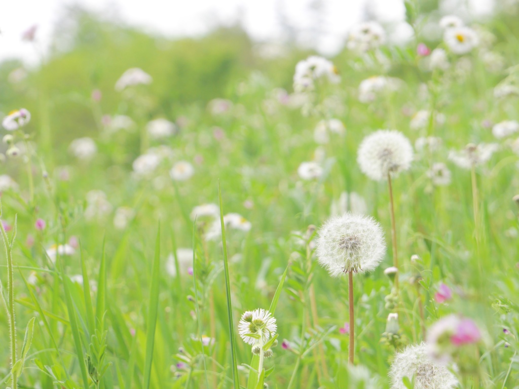 Dandelion.