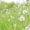 Dandelion.