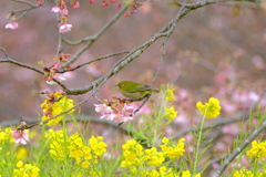 春が来る.