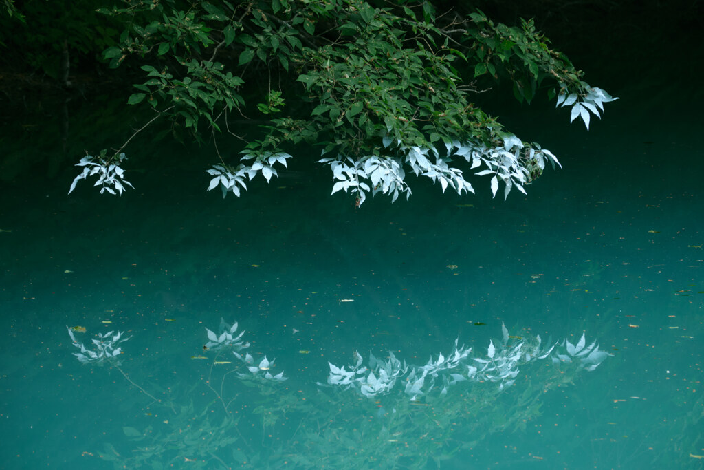 鏡沼.
