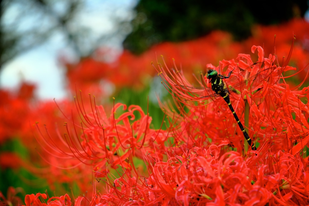 Voice of Autumn.