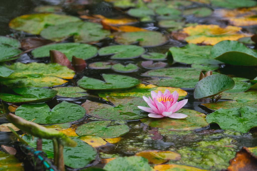 Water lily.