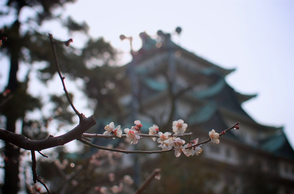 名古屋城.