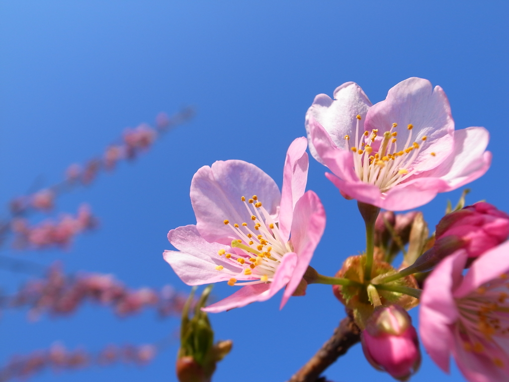 桜