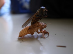 合体