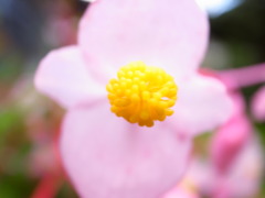 はな