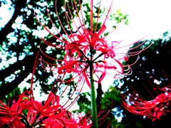 彼岸花