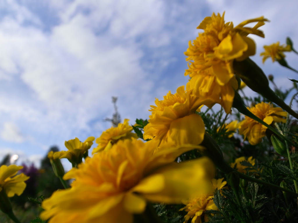 花