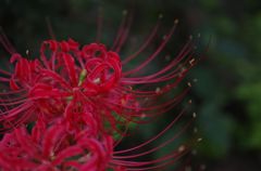 曼珠沙華
