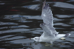 カモメ着水