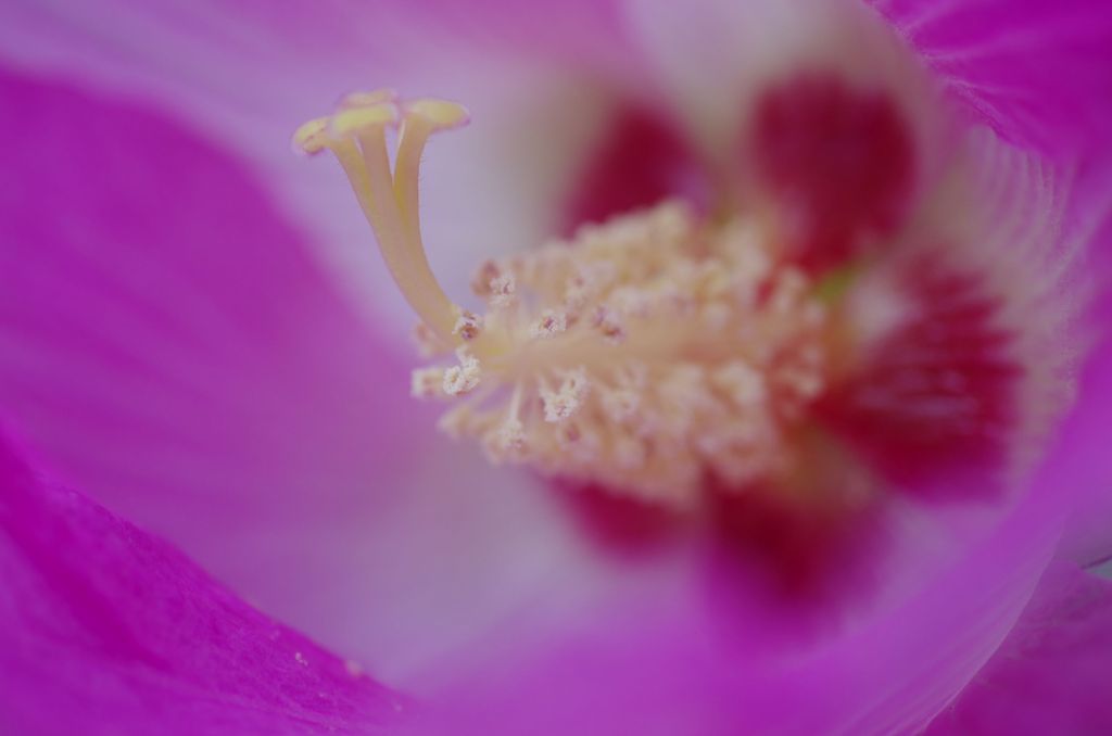 花心