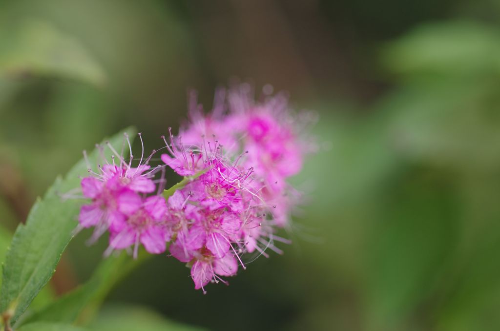 華