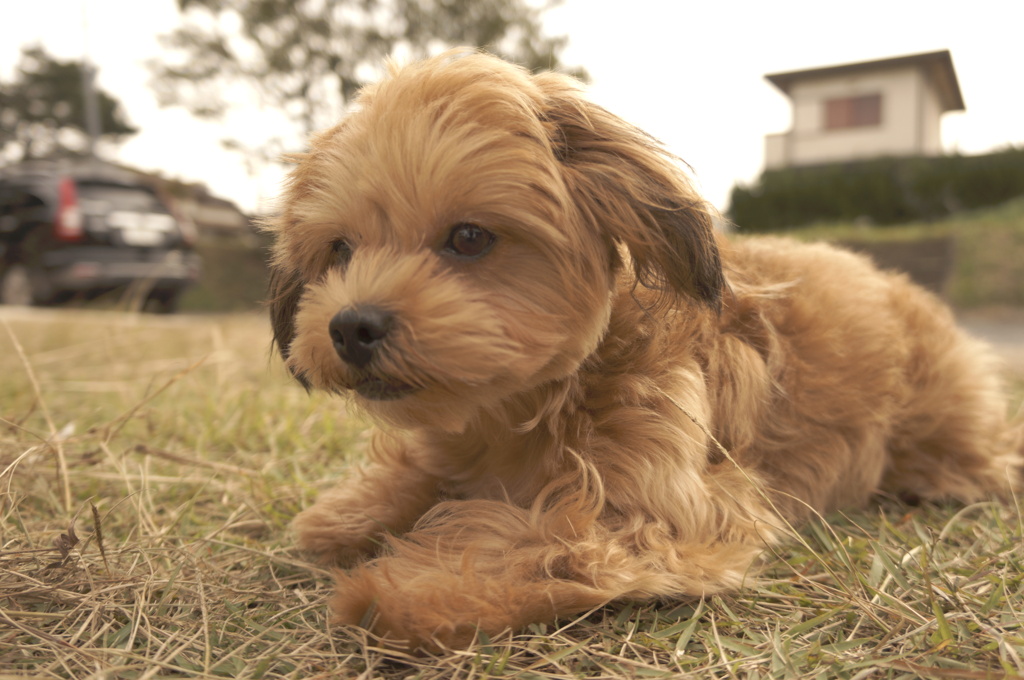 レトロ犬