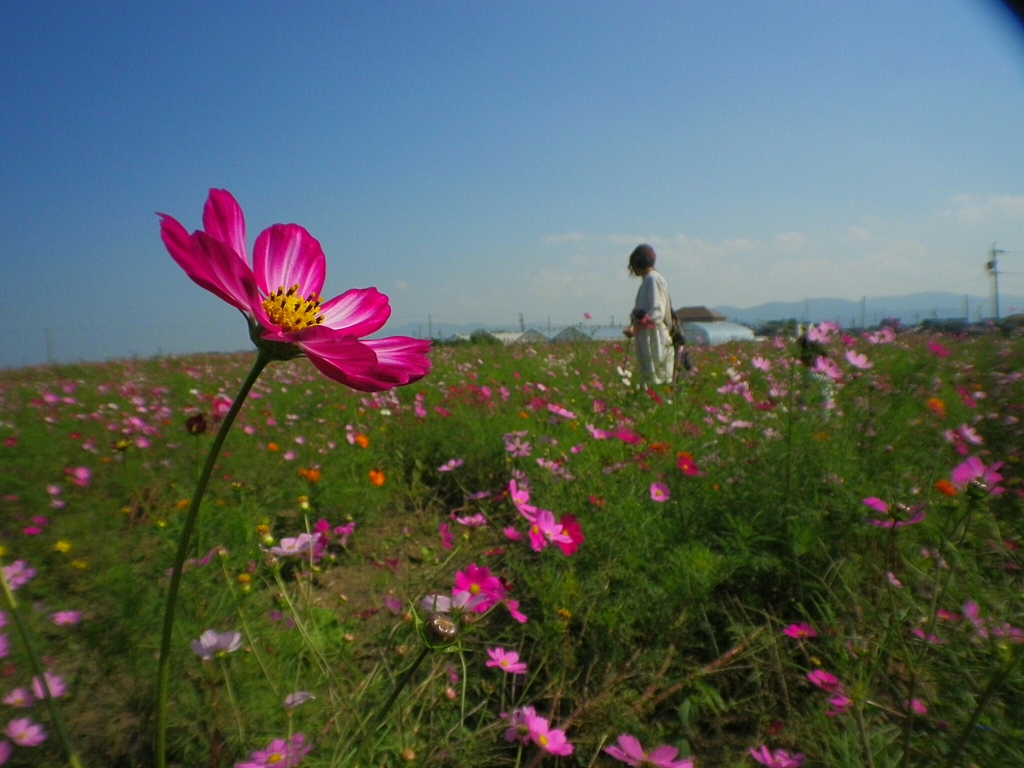 畑中の一花