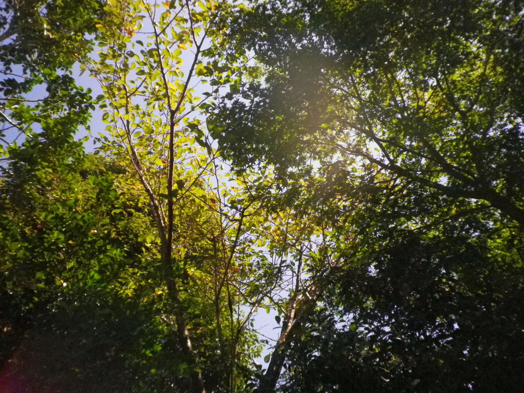 裏山の日陰