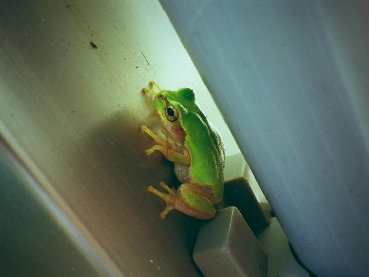 居候