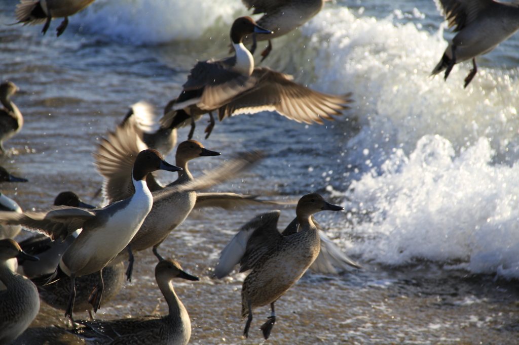 Fly Away