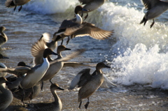 Fly Away