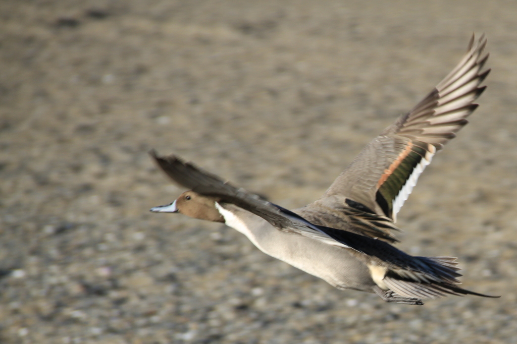 Fly Away