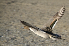 Fly Away