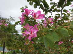 南国の花
