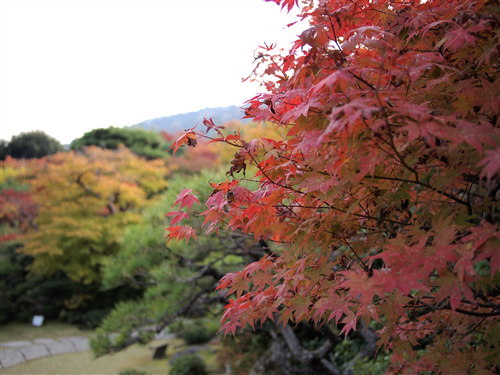 紅葉