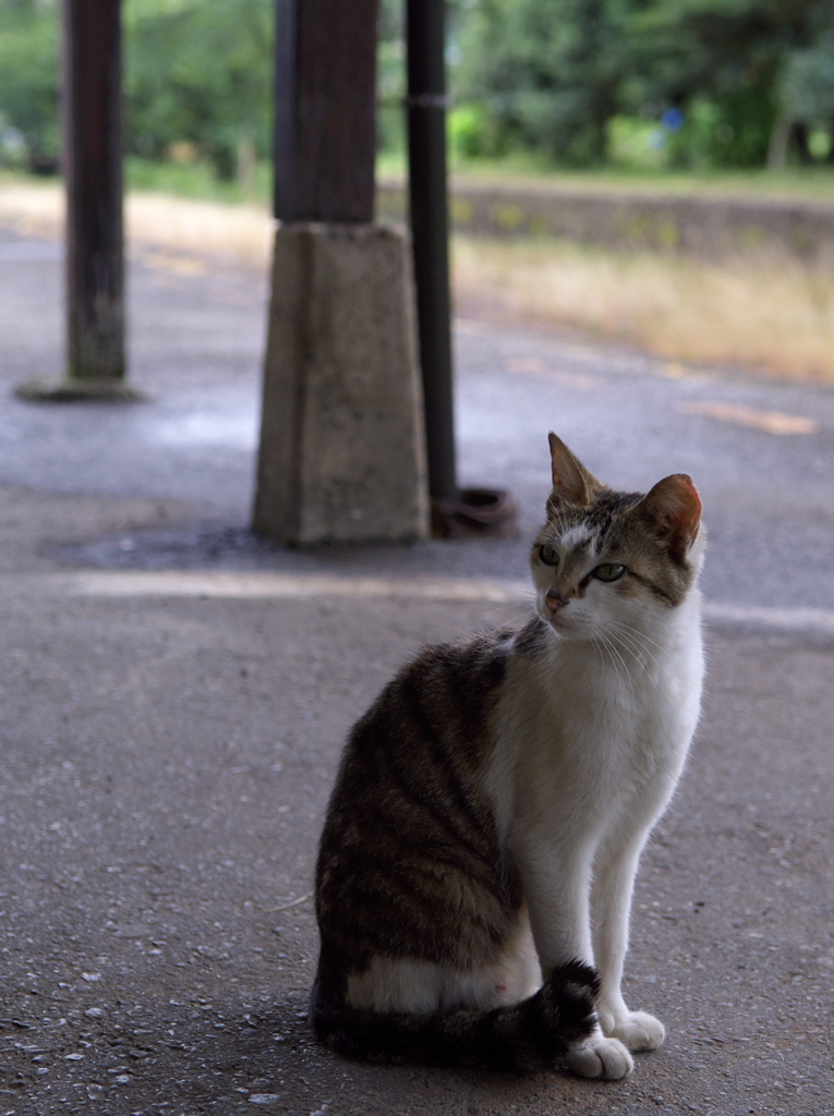 高滝猫